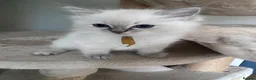 Ragdoll cats for sale: TICA registered ragdoll kittens (blue point/ lynx) - Advert 15