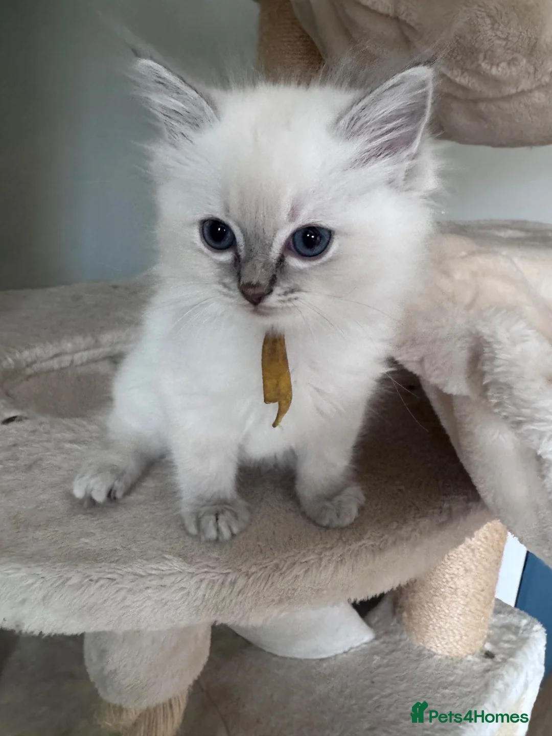Ragdoll cats for sale: TICA registered ragdoll kittens (blue point/ lynx) - Advert 15