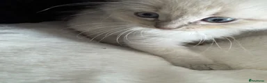 Ragdoll 1