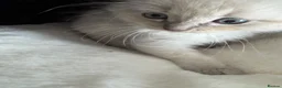 Ragdoll cats for sale: 3 Ragdoll kittens - Advert 2
