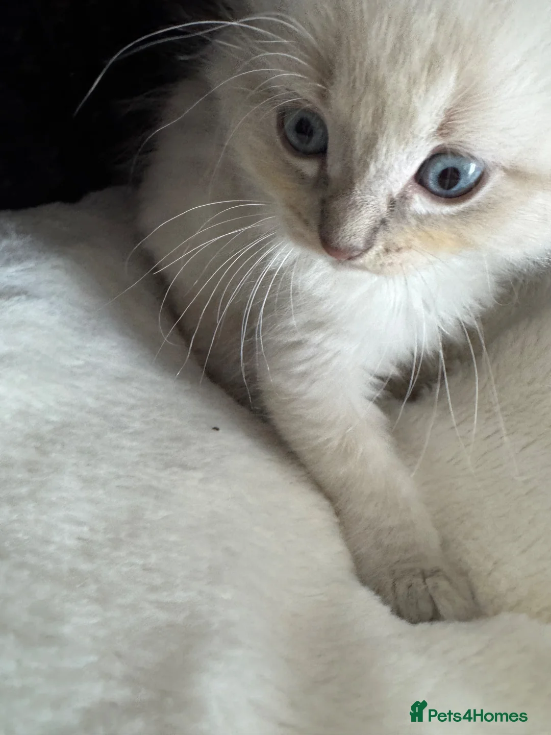 Ragdoll cats for sale: 3 Ragdoll kittens - Advert 2