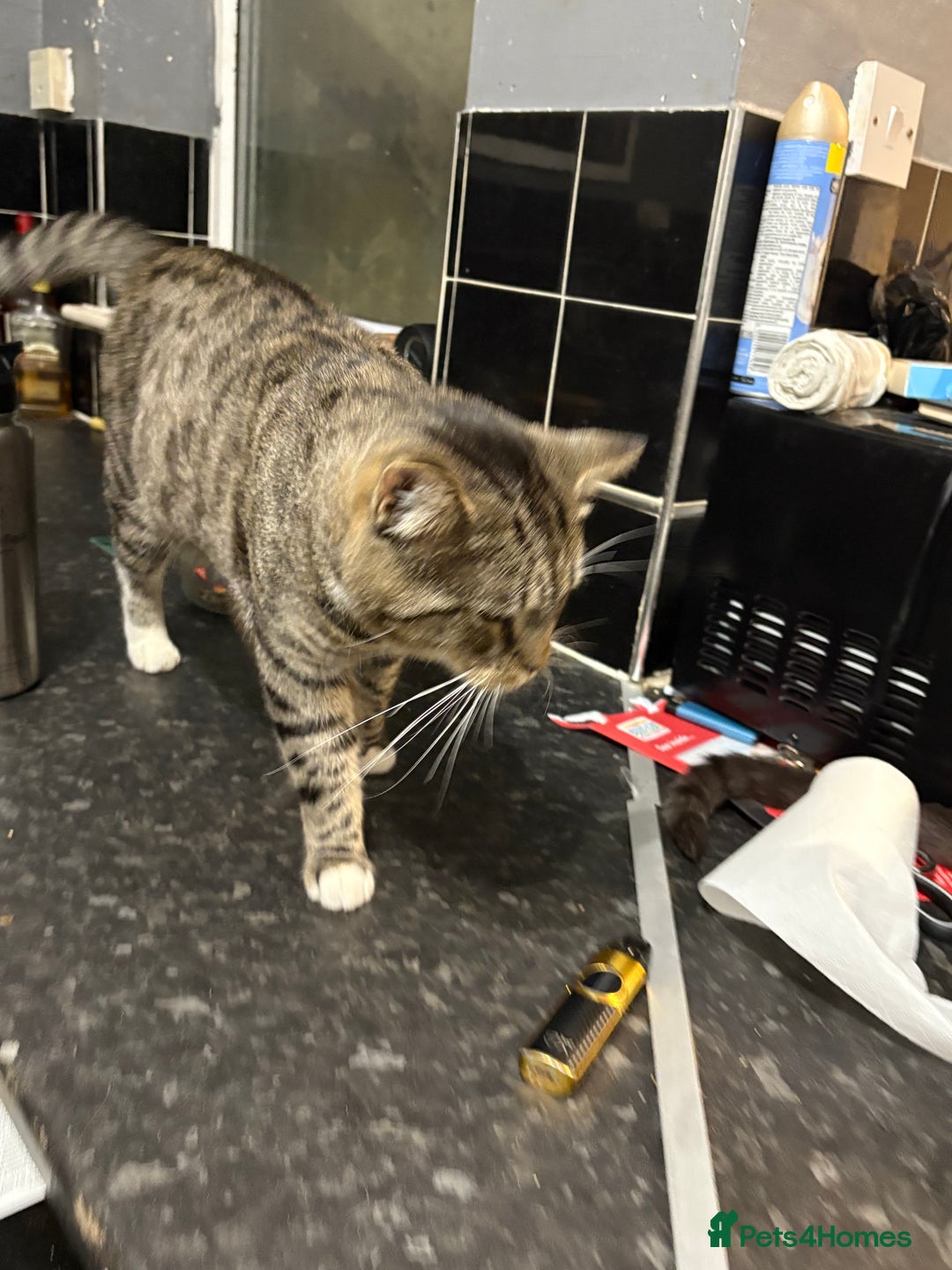 Mixed Breed cats for sale: Tango - Image 2