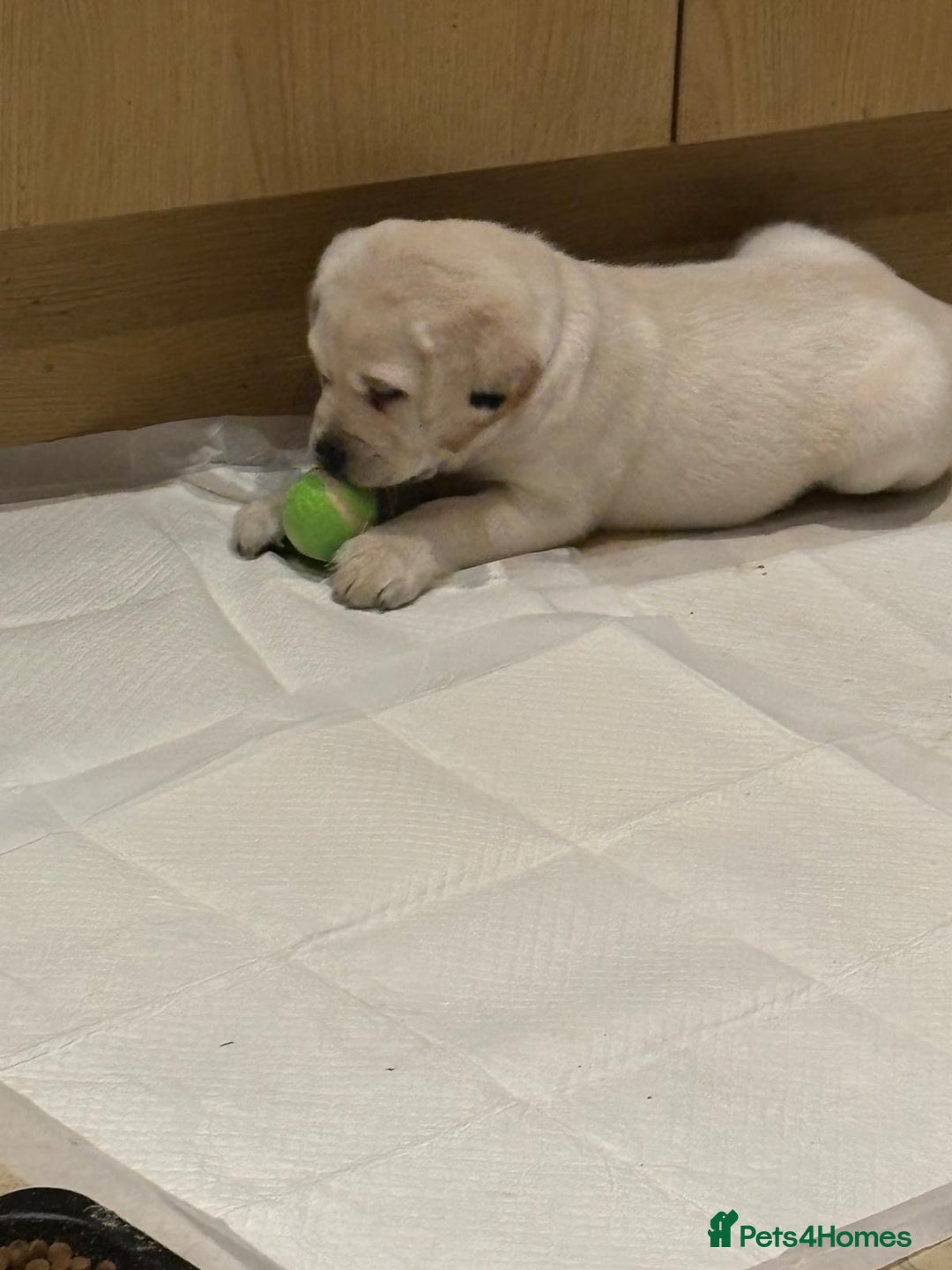 Labrador Retriever dogs for sale: Beautiful chunky labs  - Advert 8