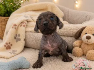 Mixed Breed dogs Miniature Dachshund cross puppies - Advert 4