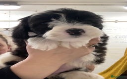 Mixed Breed dogs for sale: Bearded Collie Cross Miniature Poodle Puppies - Image 1
