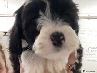 Mixed Breed dogs - Advert 1