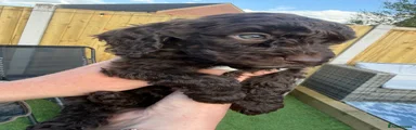 Cavapoo 4