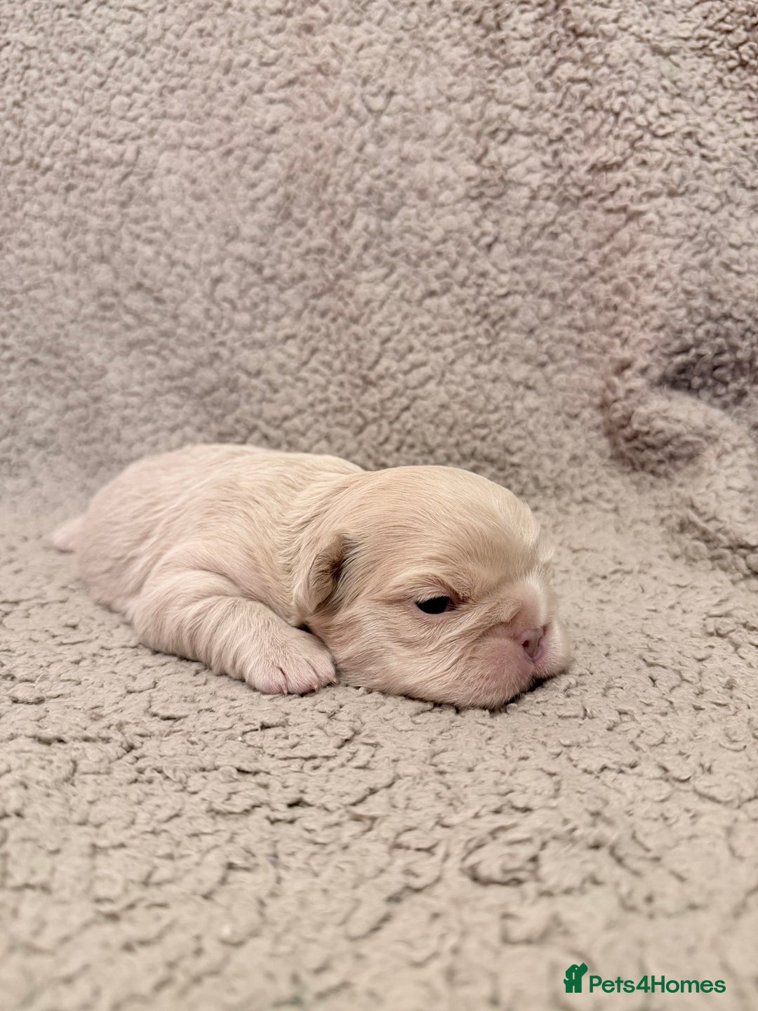 French Bulldog dogs for sale: 🔥Outstanding Quality Fluffy Frenchies🔥 - Advert 11