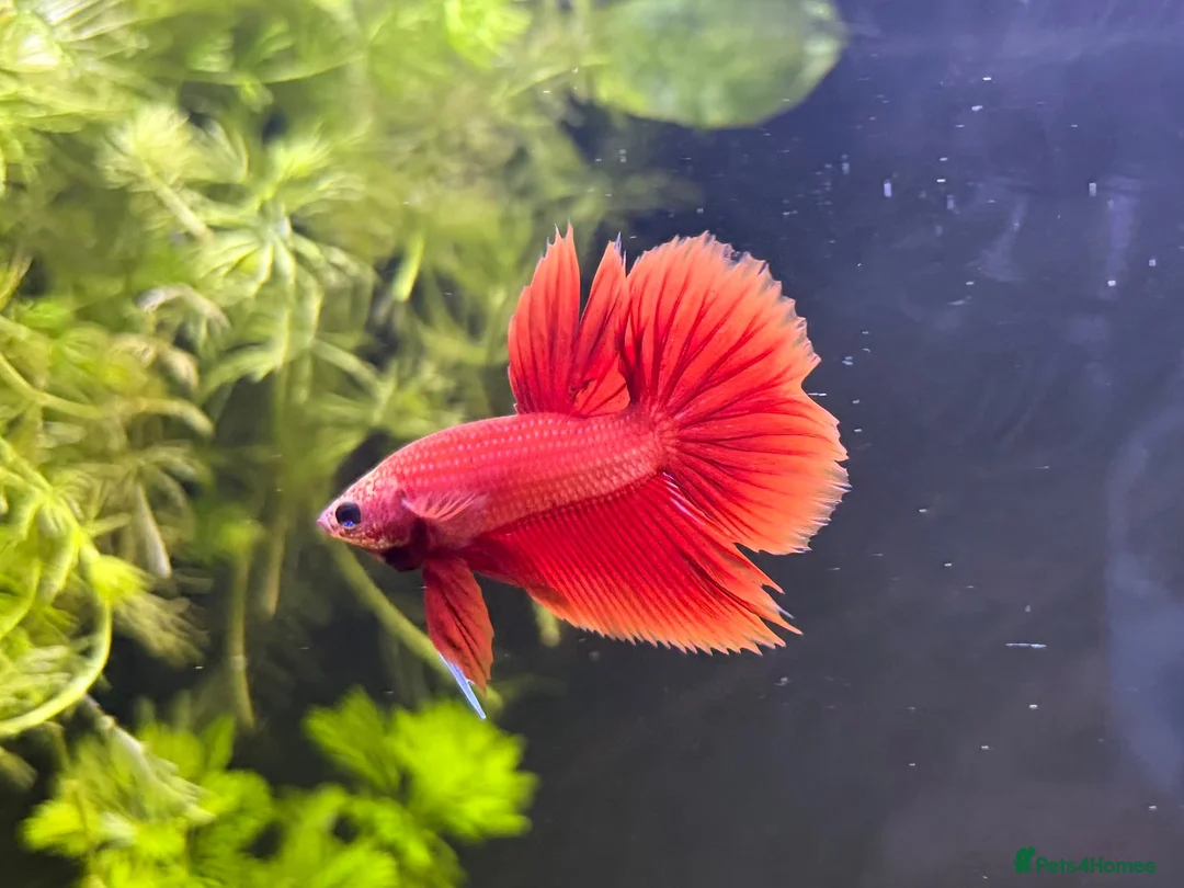 Bettas fish for sale: Beautiful bettas ready to go!  - Advert 2