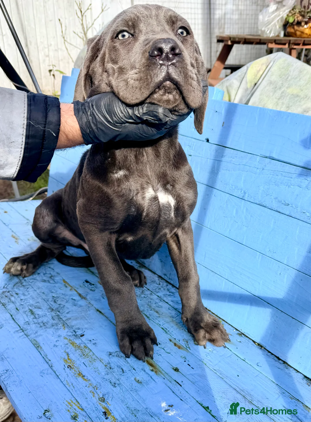 Cane Corso dogs for sale: Beautiful Cane Corso puppies available - Advert 9