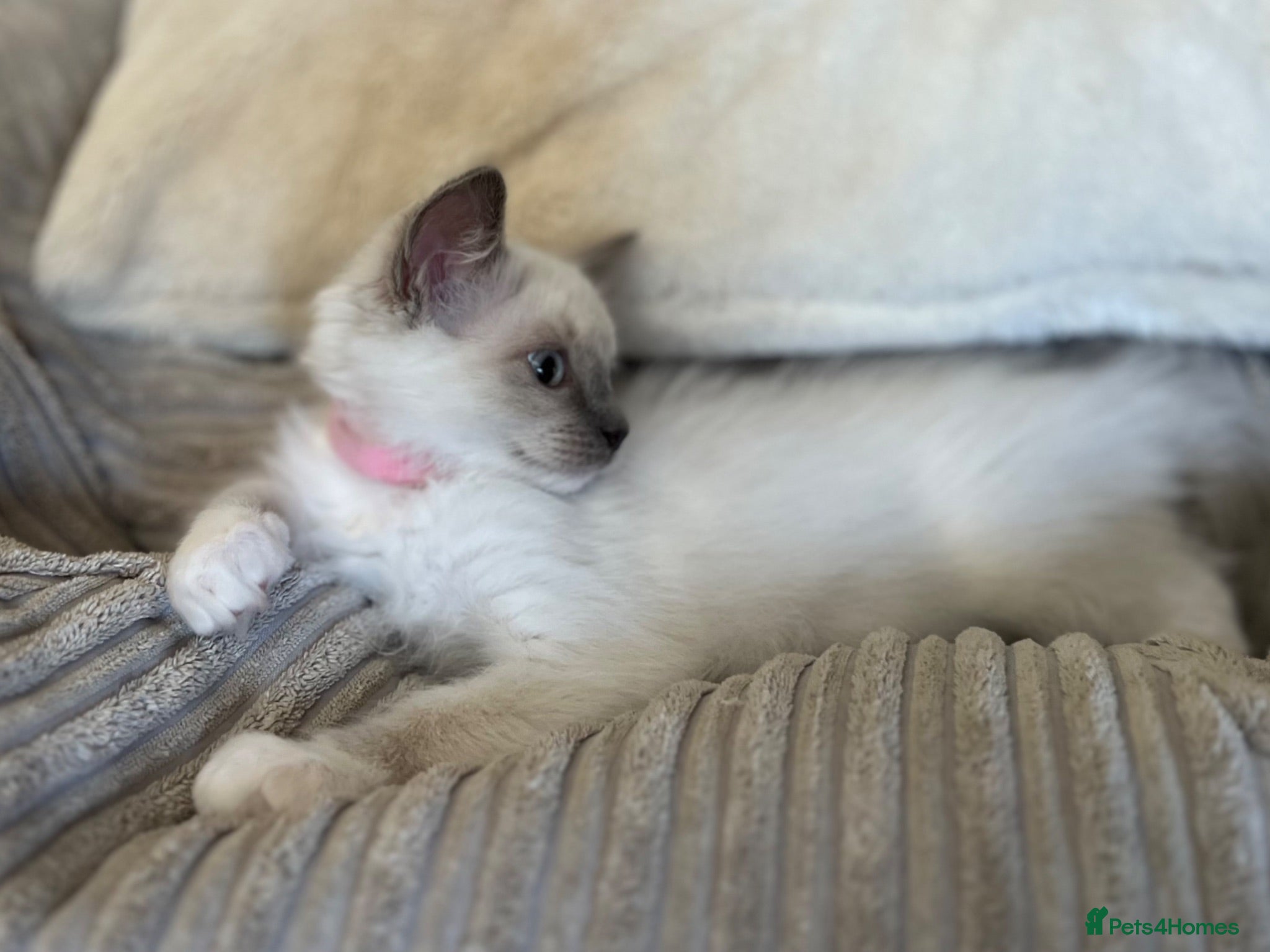 Ragdoll cats  Blue Ragdoll health tested ready now - Advert 10