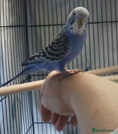 Parrot Rare Budgies For Sale Sale Budgie Bird For Sale Hot Sale