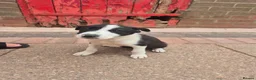 Border Collie dogs for sale: Farm bred border collies  - Advert 2