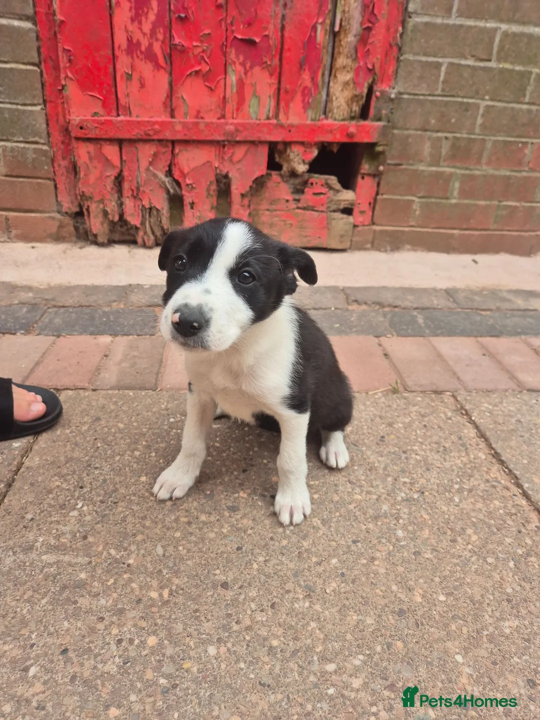 Border Collie dogs for sale: Farm bred border collies  - Advert 2