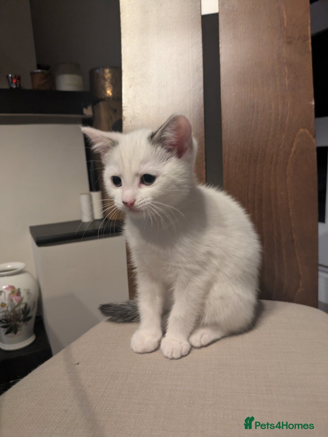 Mixed Breed cats for sale: Beautiful kitten  - Advert 4