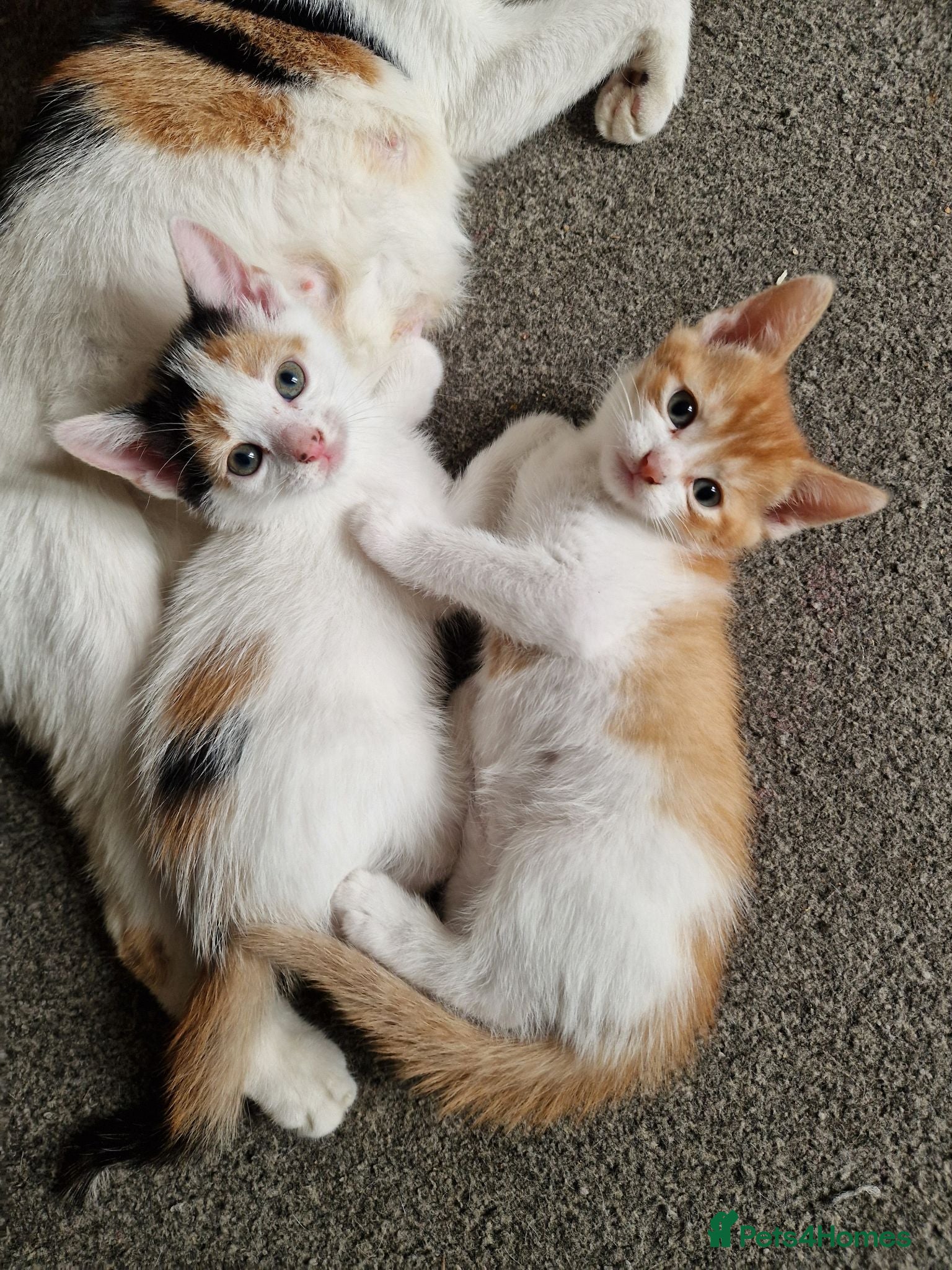 Mixed Breed cats Beautuful Kittens waiting for their furever homes - Advert 12