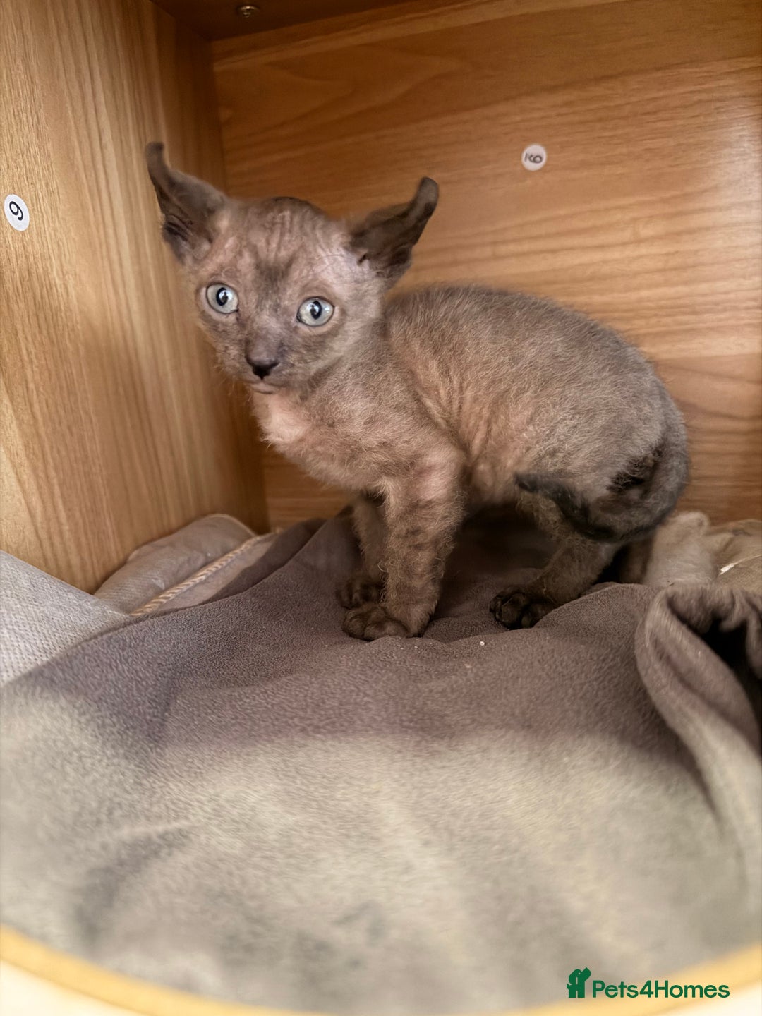 Sphynx cats for sale: Beautiful Sphynx and Elf kittens 🐾🩵🩷 - Advert 17