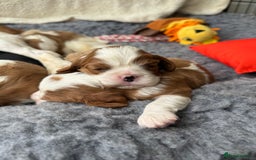 Cavalier King Charles Spaniel dogs for sale: All correct health test taken !  - Image 6