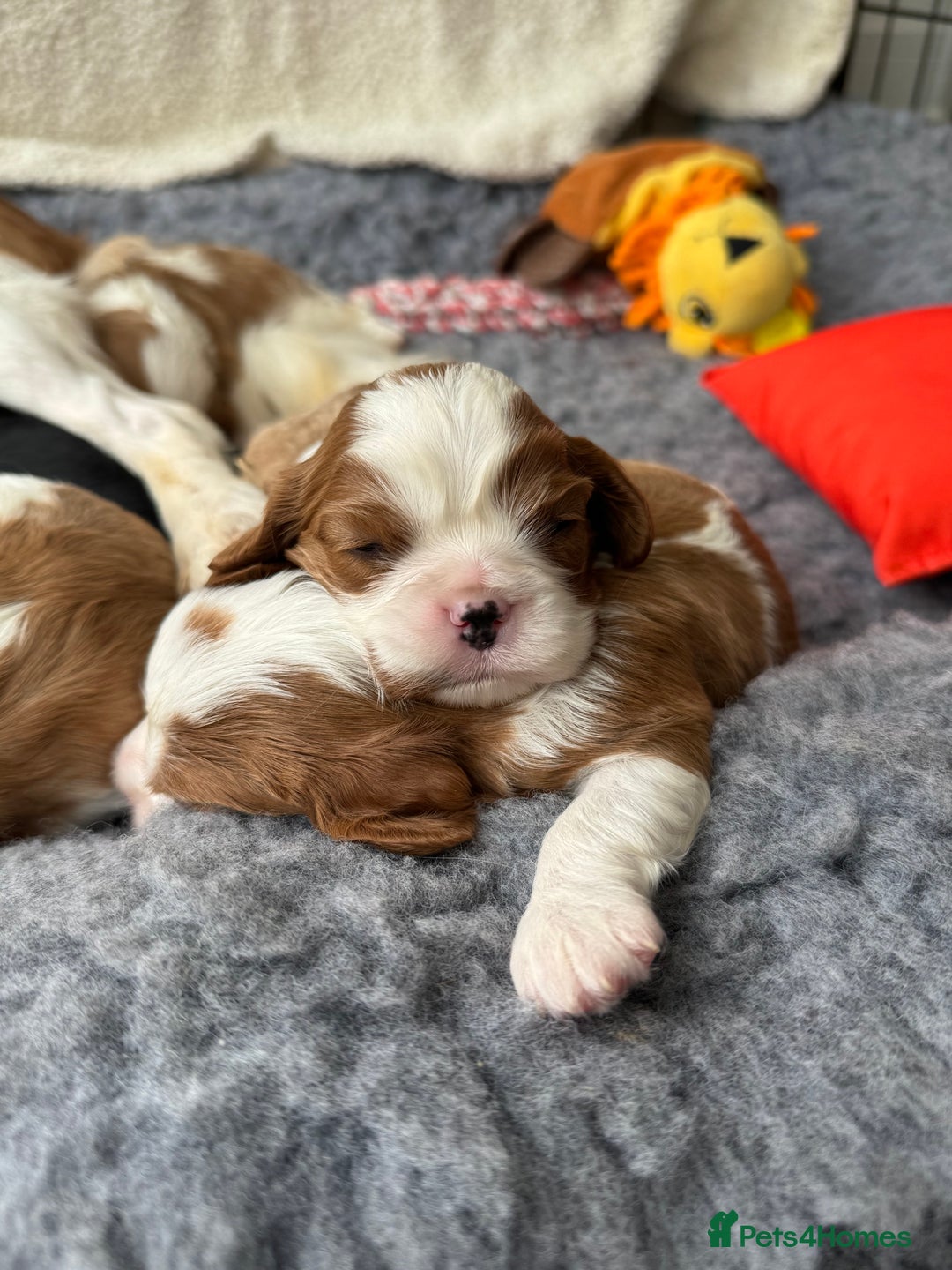 Cavalier King Charles Spaniel dogs for sale: All correct health test taken !  - Image 6