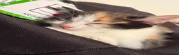 Mixed Breed cats for sale: 2 stunning black and white Kittens left - Advert 15