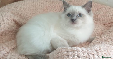 Ragdoll cats - Advert 13