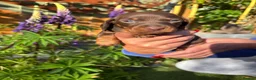 Miniature Dachshund dogs for sale: Gorgeous KC Miniature Dachshund Puppies last 3 - Advert 23