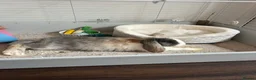 Mini Lop rabbits for sale: Beautiful boy bunny and enclosure  in Nottingham - Advert 6
