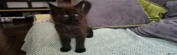Maine Coon cats for sale: Maine coon kittens - Advert 17
