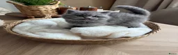 British Shorthair cats for sale: Chunky British Short Hair Kittens  - Advert 9