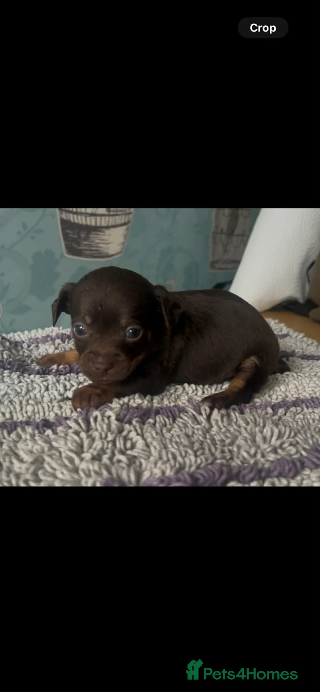 Mixed Breed dogs for sale: 5 cockapoo x chihuahua puppies - Advert 3