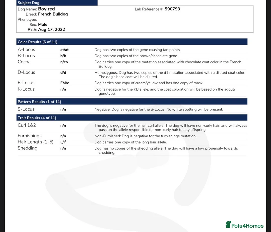 French Bulldog dogs for stud: 🦍SHORTTY🦍 SPECIAL OFFER WON'T GET CHEAPER 🔥🔥 in Northampton - Advert 12