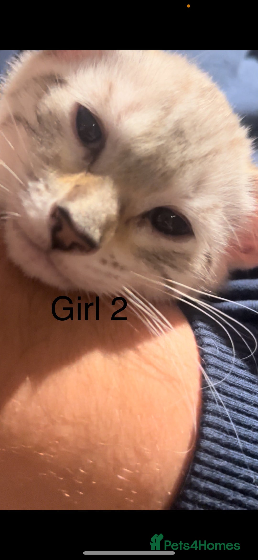 Mixed Breed cats for sale: mixed bengal kittens, ready to leave b4  **  - Advert 3