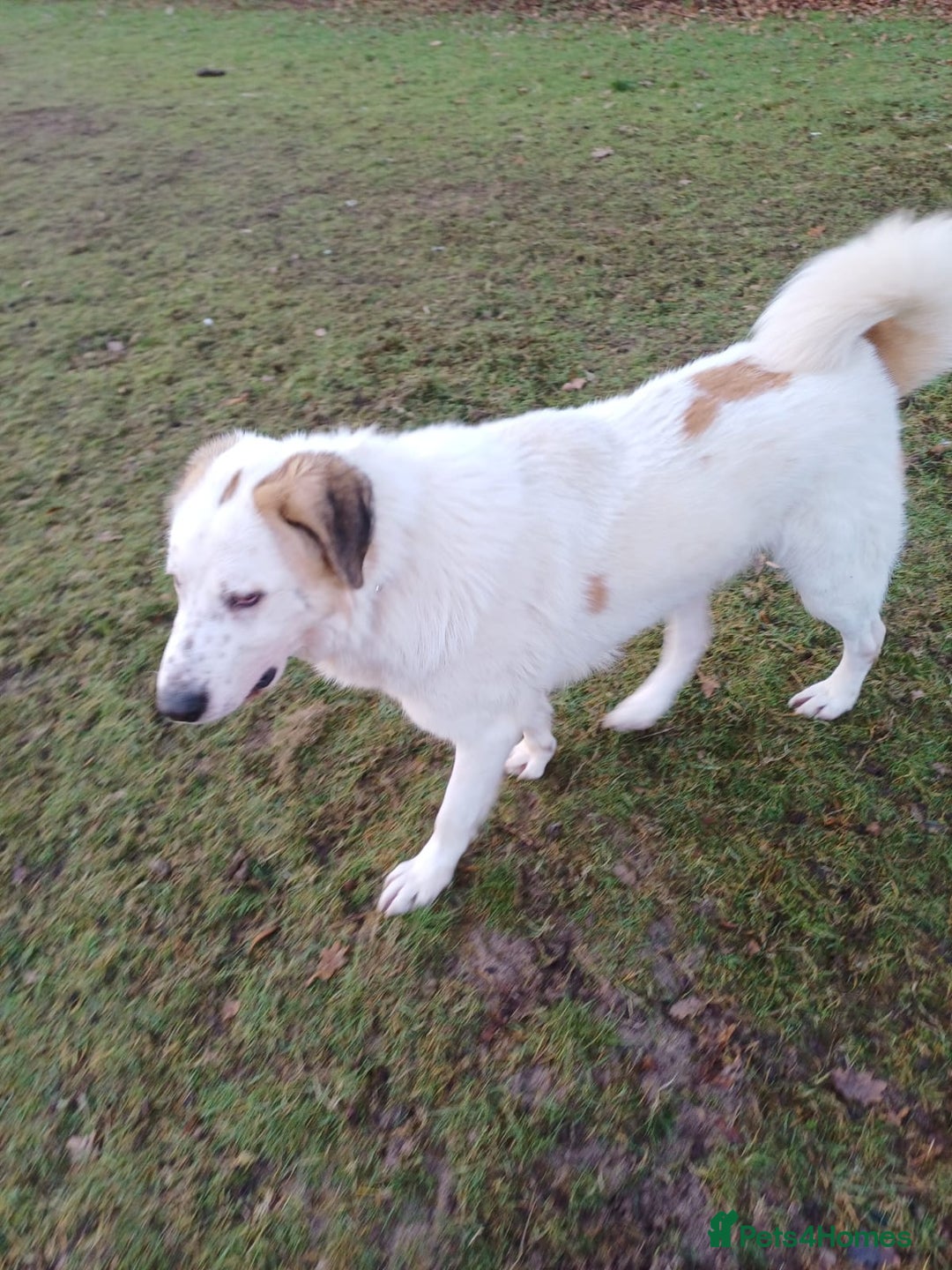Mixed Breed dogs for adoption: BALOO – A Gentle Giant 🐻 with a Golden Heart 💛 - Advert 5