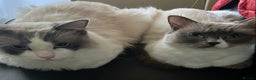 Ragdoll cats for sale: All our beautiful kittens are no longer available  - Advert 34