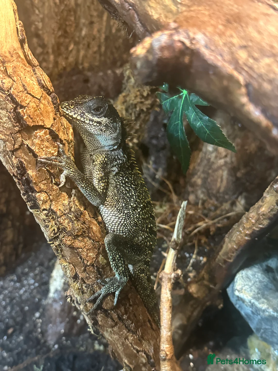 Mixed Breed reptiles for sale: CB mountain horned lizards  - Advert 3