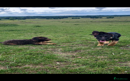 German Shepherd dogs for sale: Kenobi - 6 month old Male German Shepherd - Image 2