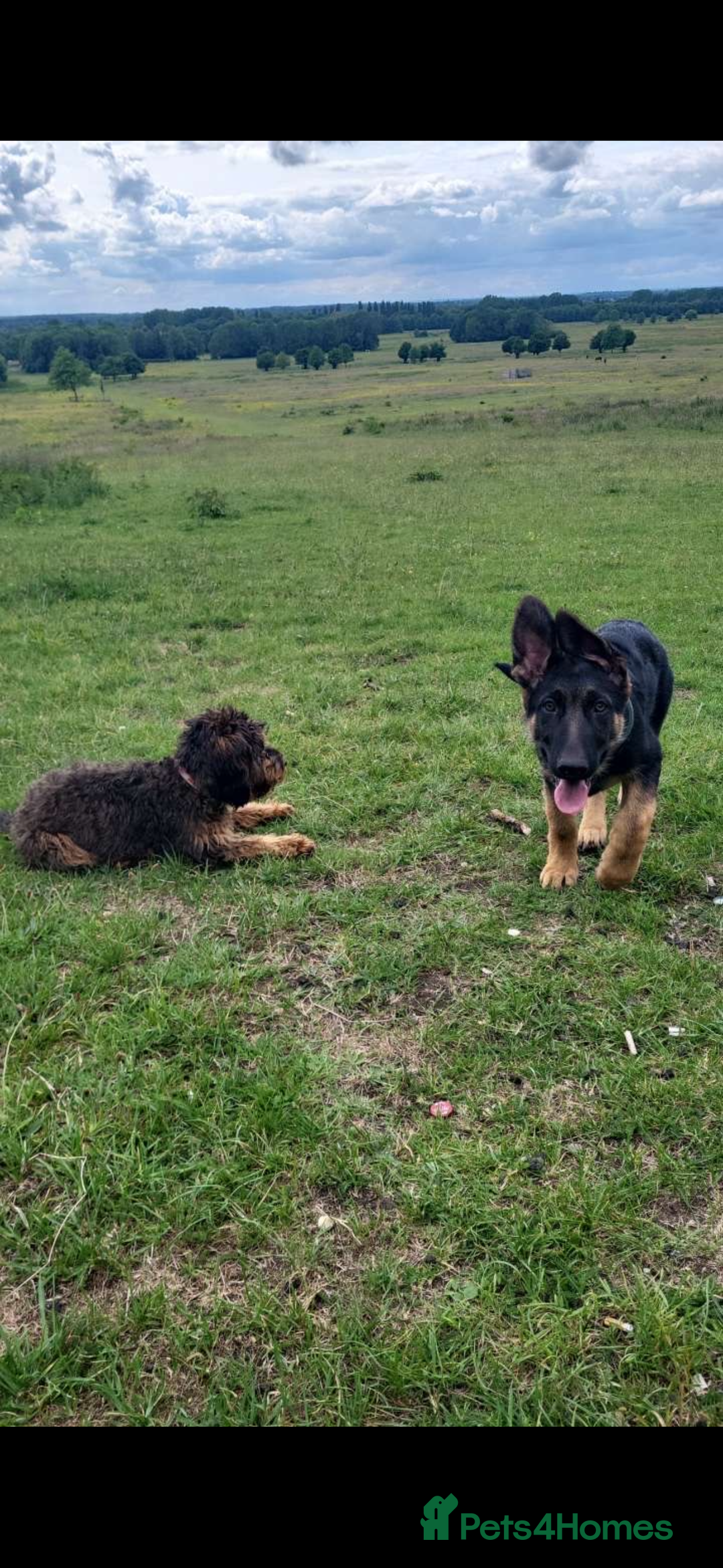 German Shepherd dogs for sale: Kenobi - 6 month old Male German Shepherd - Image 2