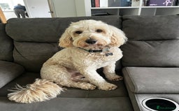 Goldendoodle dogs for stud: Ready for stud  - Image 4