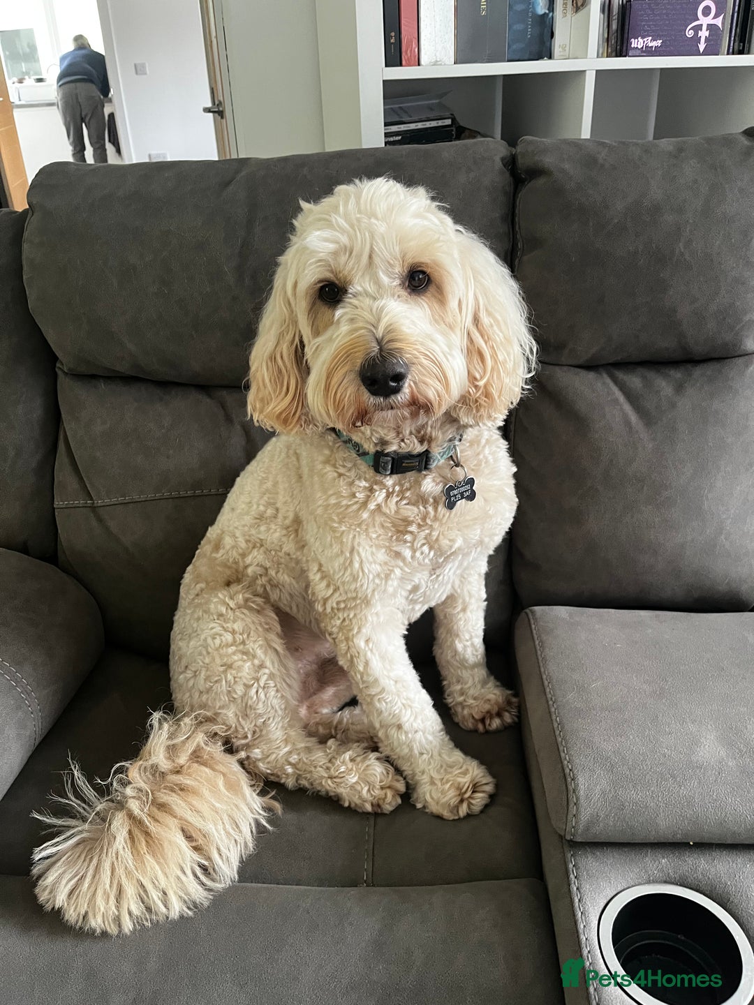 Goldendoodle dogs for stud: Ready for stud  - Image 4