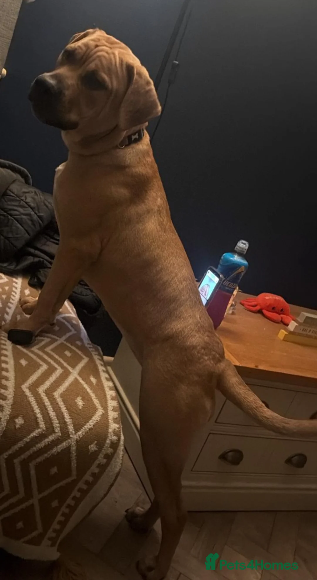 Mixed Breed dogs for sale: 7 month old female - Advert 2