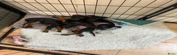 Manchester Terrier dogs for sale: Manchester terrier puppies  in Wimborne - Advert 6