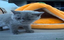 British Shorthair cats for sale: British shorthair kittens - Image 8