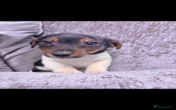 Jack Russell dogs for sale: Jack Russell puppies  - Advert 4