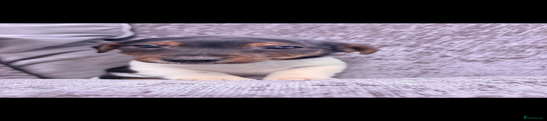 Jack Russell Puppy 1