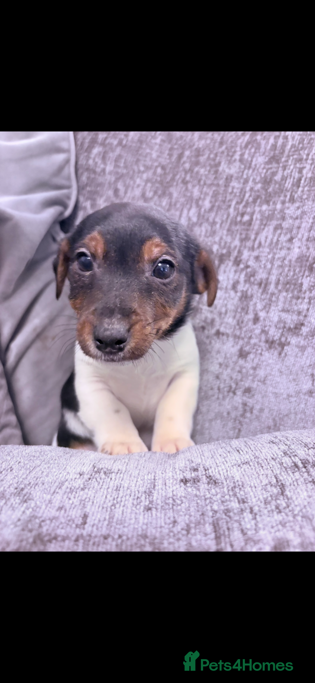 Jack Russell dogs for sale: Jack Russell puppies  - Advert 4