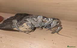 Bearded Dragon reptiles for sale: Baby bearded dragons with tint red 2 for £100 - Image 12