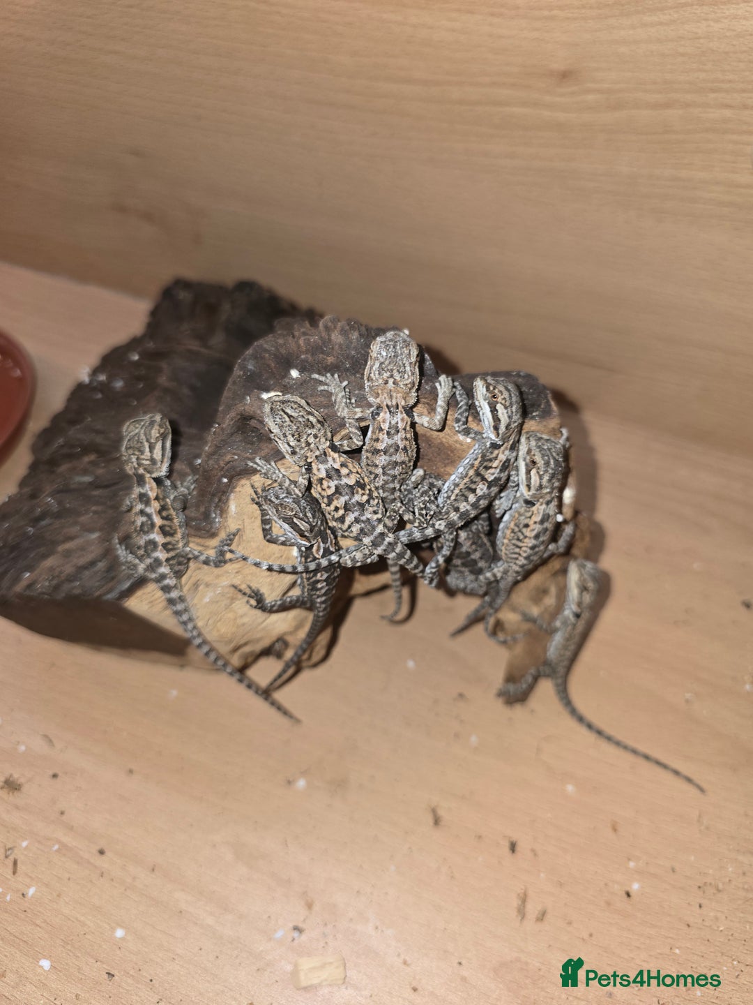 Bearded Dragon reptiles for sale: Baby bearded dragons with tint red 2 for £100 - Image 12
