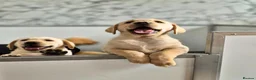 Labrador Retriever dogs for sale: KC Registered, ready now. Outgoing pups - Advert 9
