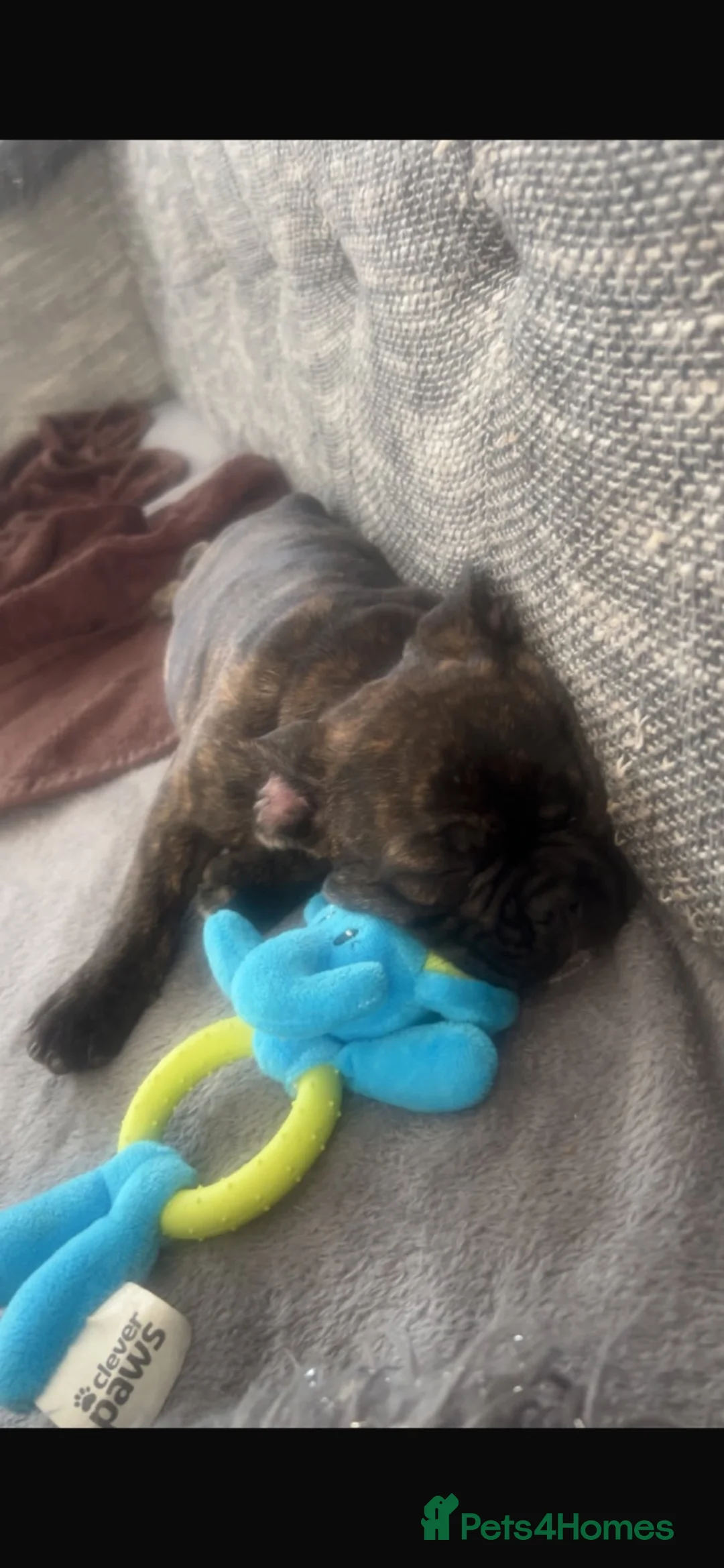 French Bulldog dogs for sale: French bulldog male  in Hull - Advert 2