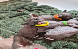 Sphynx cats for sale: Sphynx kittens  - Image 20